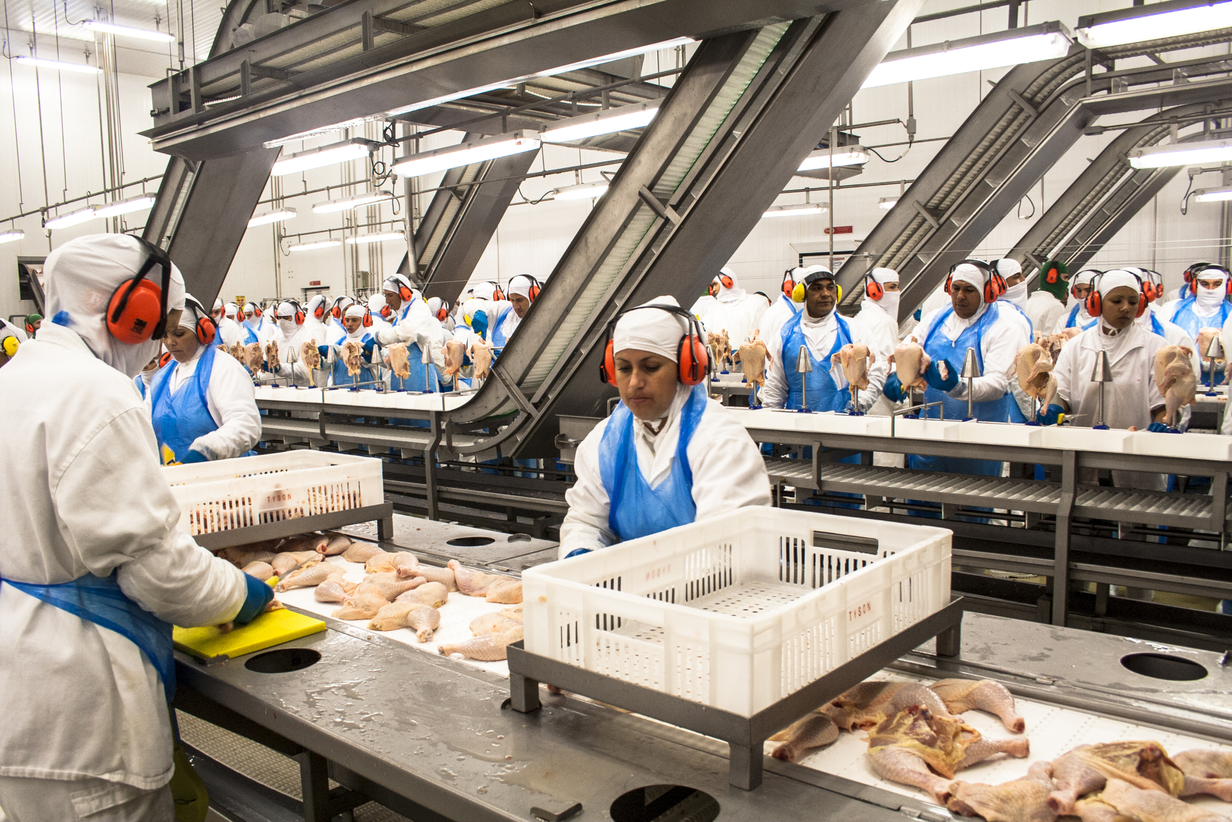 Chicken Processing – globalctls.com